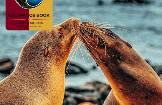 "Galapagos Land-Based Honeymoon Packages"
