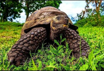 Galapagos Giant Tortoise