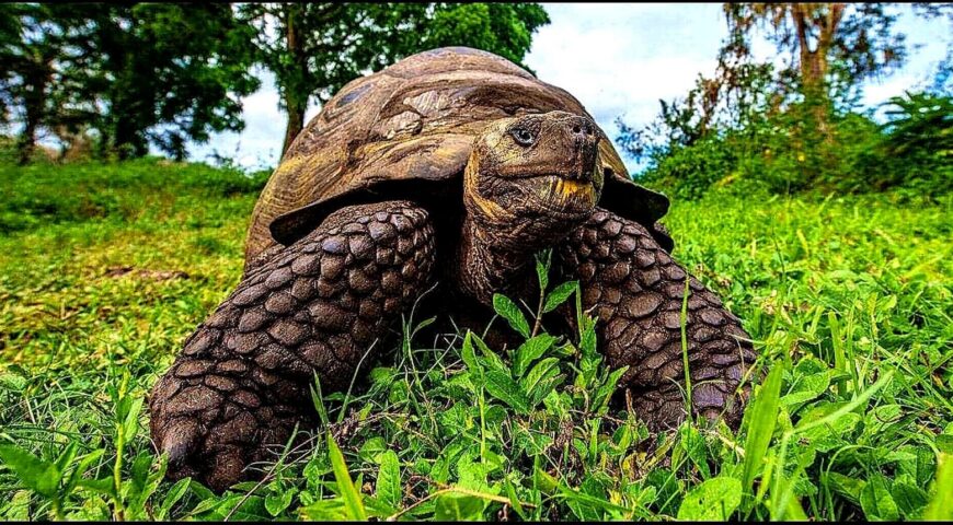 Galapagos Giant Tortoise