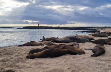 Galapagos Cruise and Island Tour