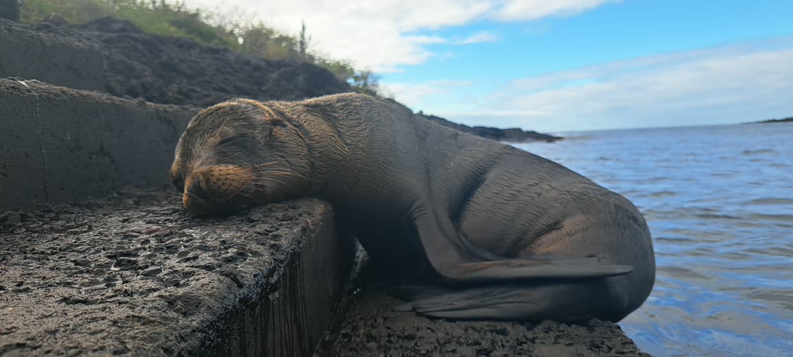 Luxury yacht cruising around Galapagos Islands for travelers from Singapore and Hong Kong