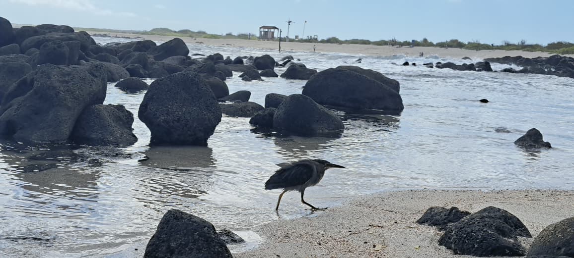 Galápagos Heron hunting for crabs along the shoreline