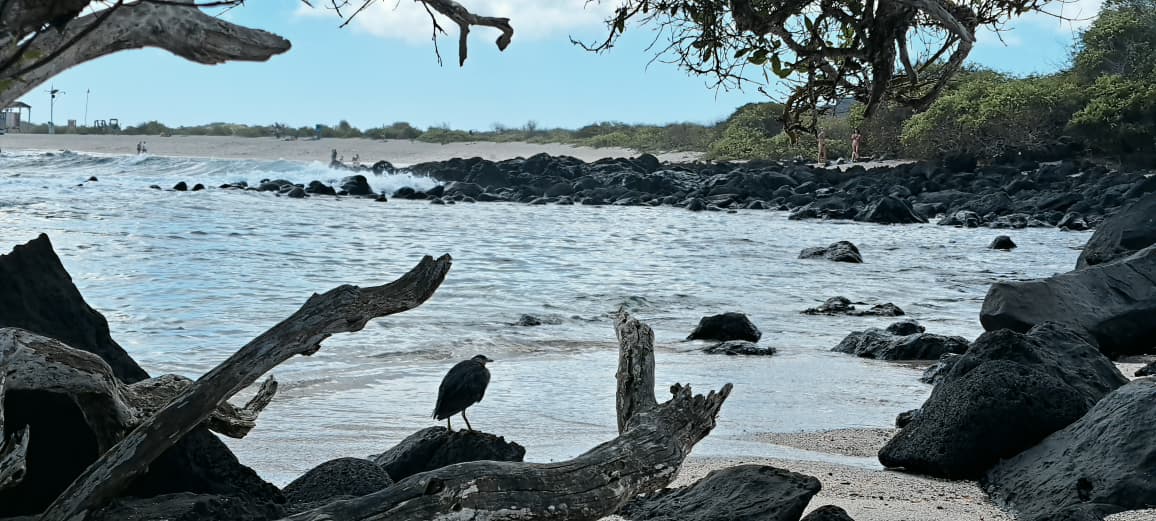 Close-up of Lava Heron's gray camouflage plumage