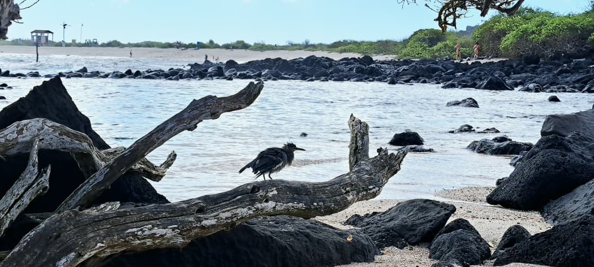 Lava Heron perched on black lava rocks in the Galápagos Islands