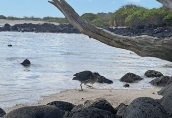 lava-heron-galapagos.jpg