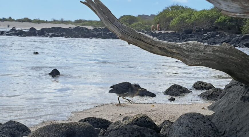 lava-heron-galapagos.jpg