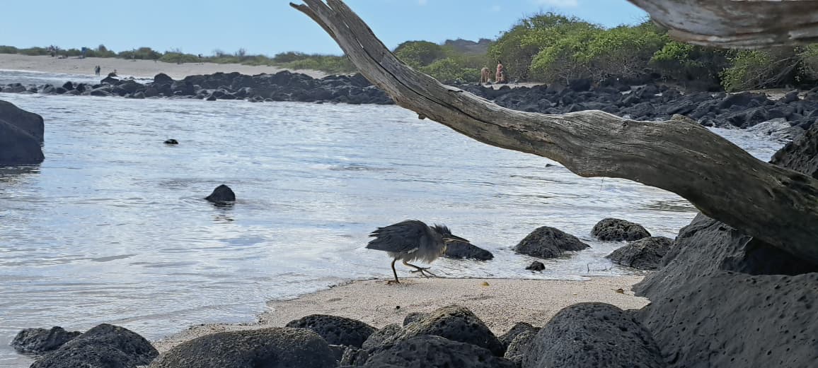 Lava Heron with orange legs during breeding season
