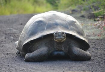 Giant Tortoise, La Galapaguera San Cristobal