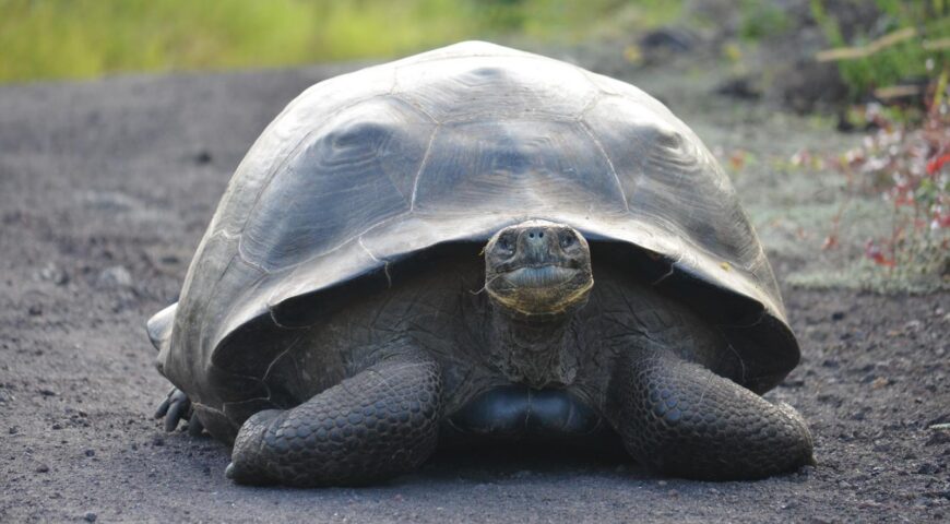 Giant Tortoise, La Galapaguera San Cristobal