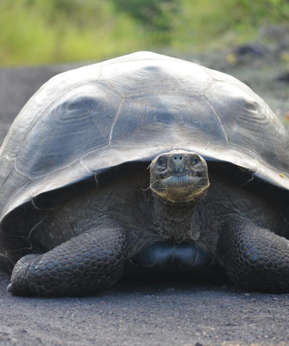 Giant Tortoise, La Galapaguera San Cristobal