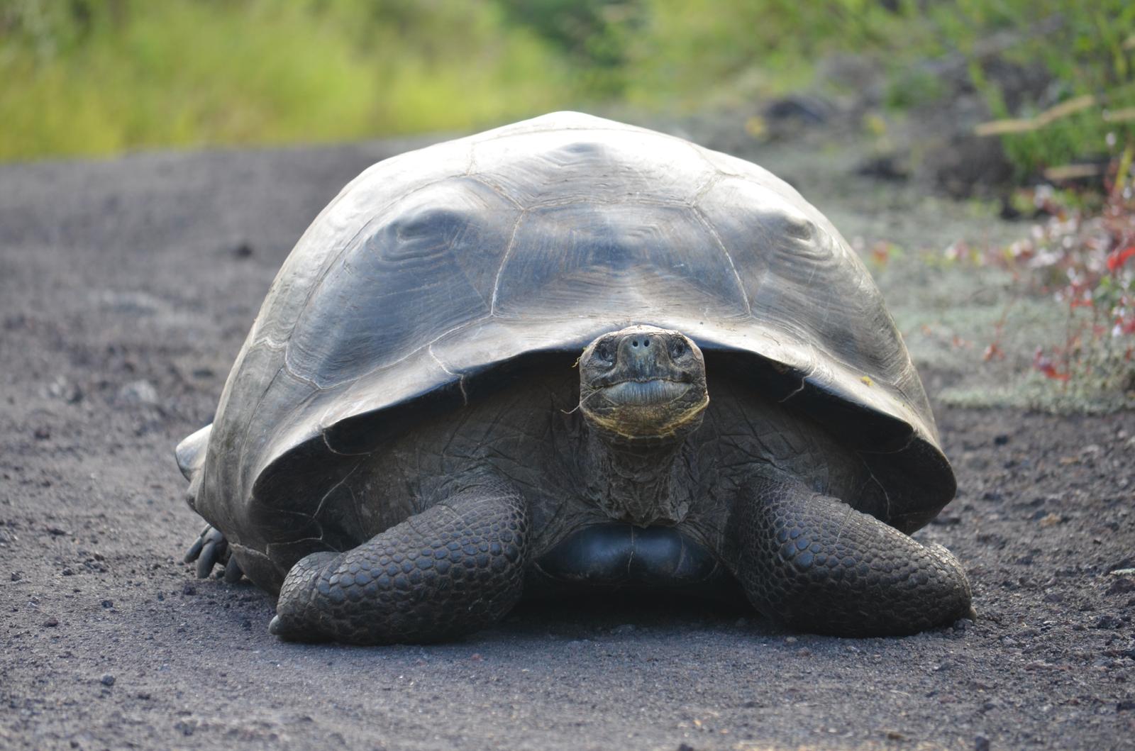 Giant tortoise at La Galapaguera reserve, Highlands Tour San Cristobal